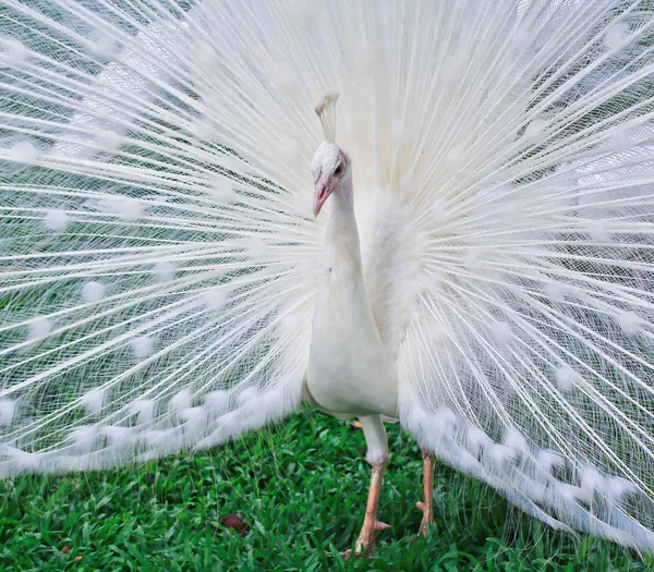 Weißer Pfau — Stockfoto