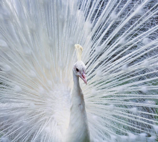 Weißer Pfau — Stockfoto