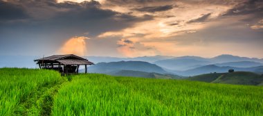 Paddy yeşil günbatımı