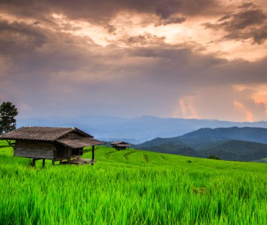 Paddy yeşil günbatımı