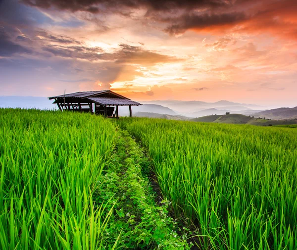 Paddy gröna sunset — Stockfoto