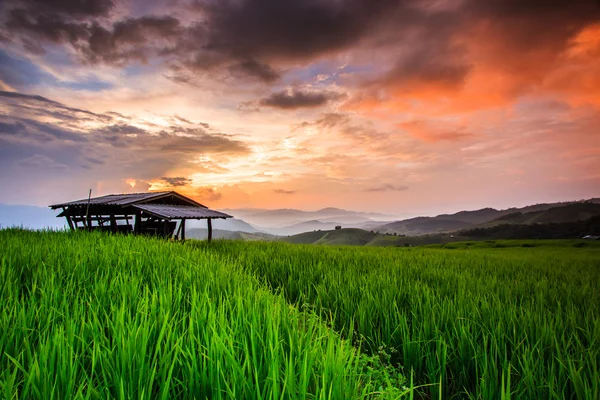 Reisgrüner Sonnenuntergang — Stockfoto