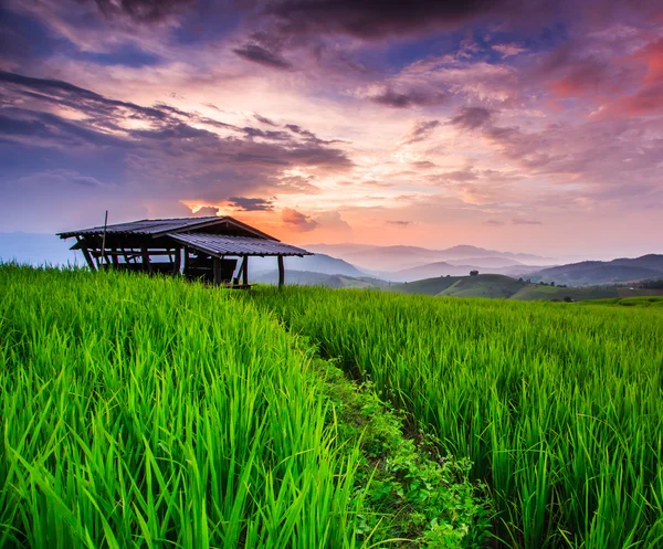 Paddy Green por do sol — Fotografia de Stock