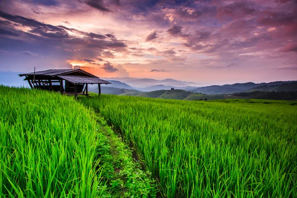 Paddy Coucher de soleil vert — Photo