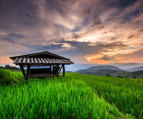 Paddy gröna sunset — Stockfoto