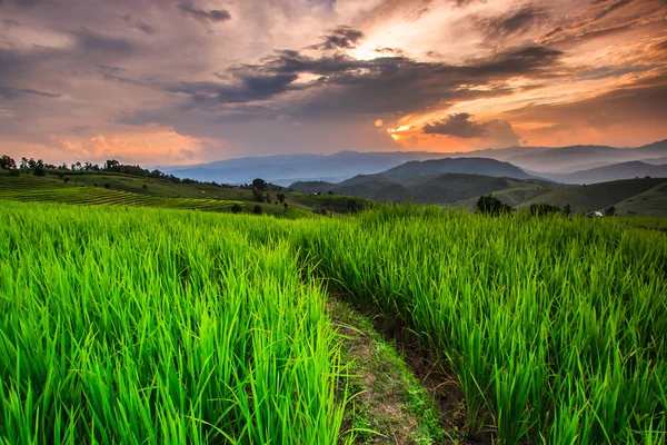 Paddy Tramonto verde — Foto Stock