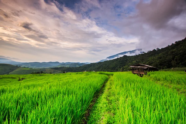 Paddy Green por do sol — Fotografia de Stock