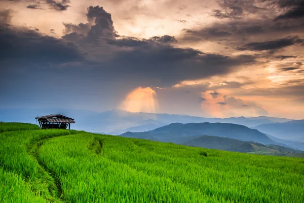 Paddy Green sunset — Stock Photo, Image