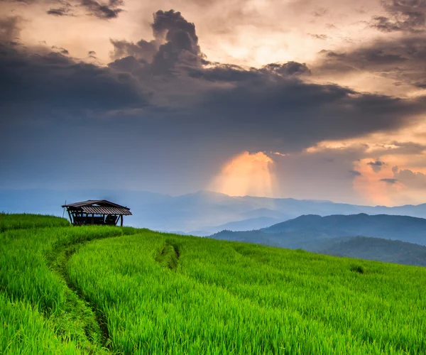 Paddy Green sunset — Stock Photo, Image