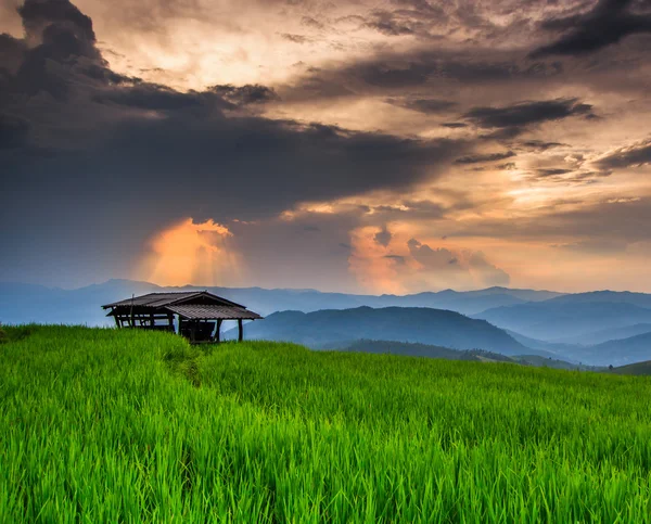 Paddy Tramonto verde — Foto Stock