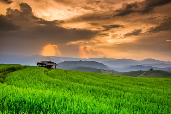 绿色的稻田日落 — 图库照片