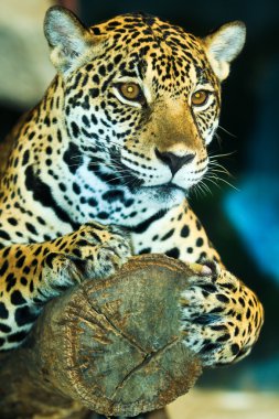 Jaguar