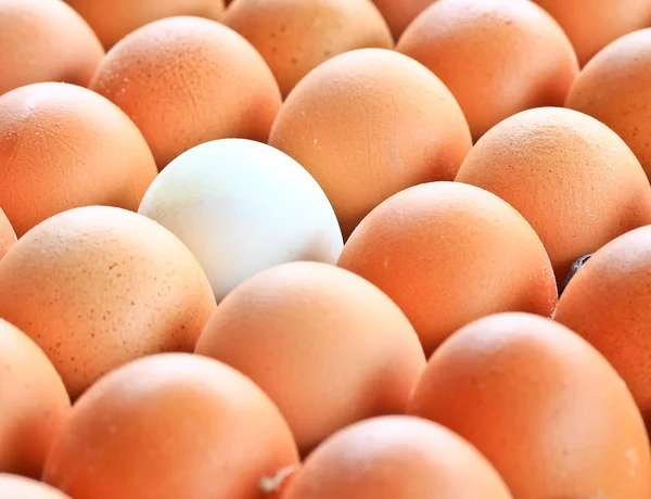 Eggs — Stock Photo, Image