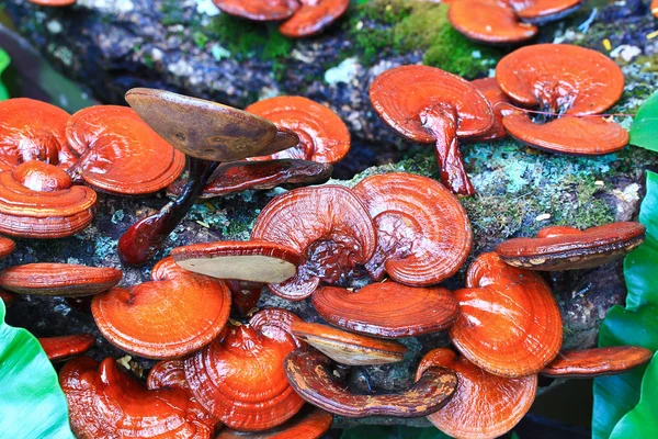 Fungo Ganoderma lucidum — Foto Stock