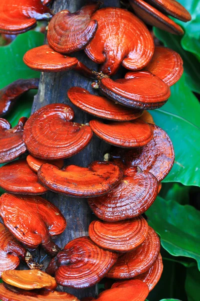 Mushroom Ganoderma lucidum — Stock Photo, Image