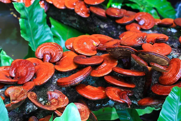 Hongo Ganoderma lucidum —  Fotos de Stock