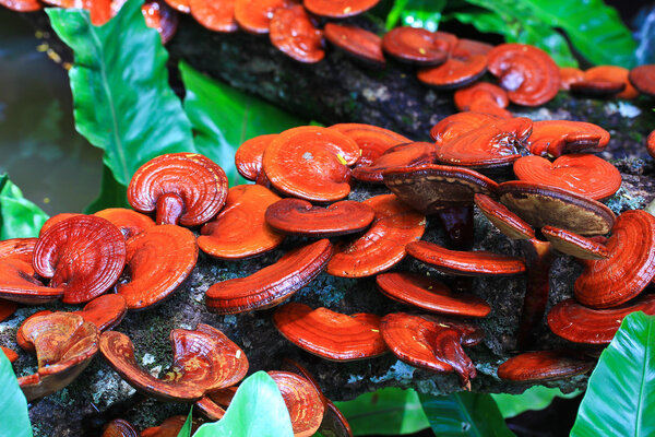 Mushroom Ganoderma lucidum