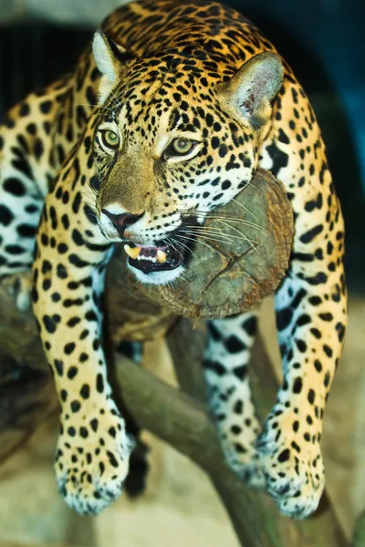 Jaguar — Stock Photo, Image