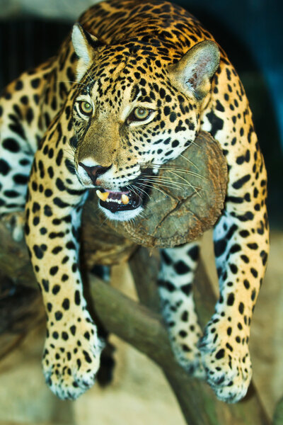 Jaguar