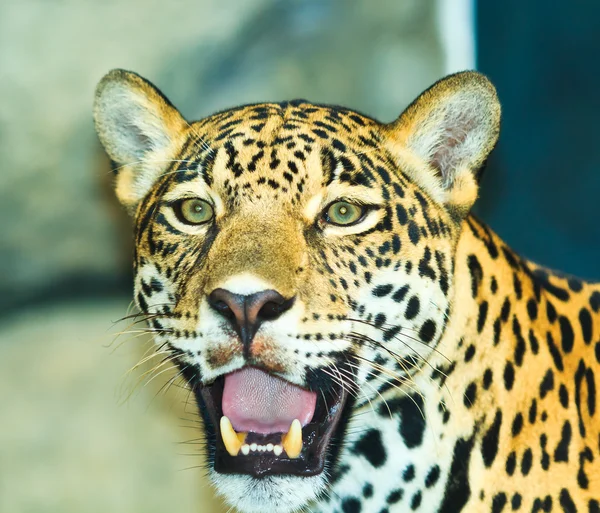 Jaguar ! — Photo