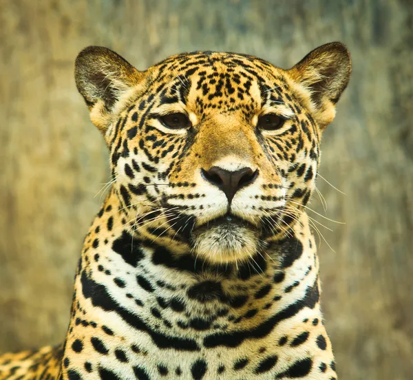 Jaguar — Foto de Stock