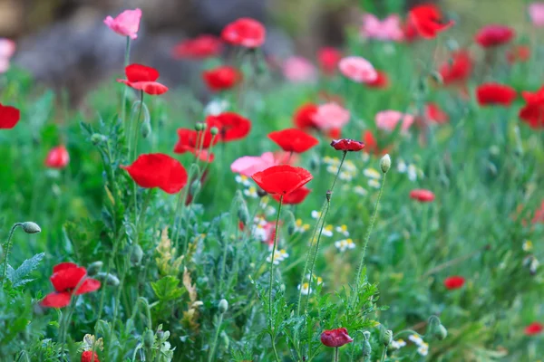 Poppies — Stock Photo, Image