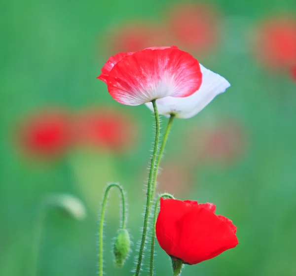 Poppies — Stock Photo, Image