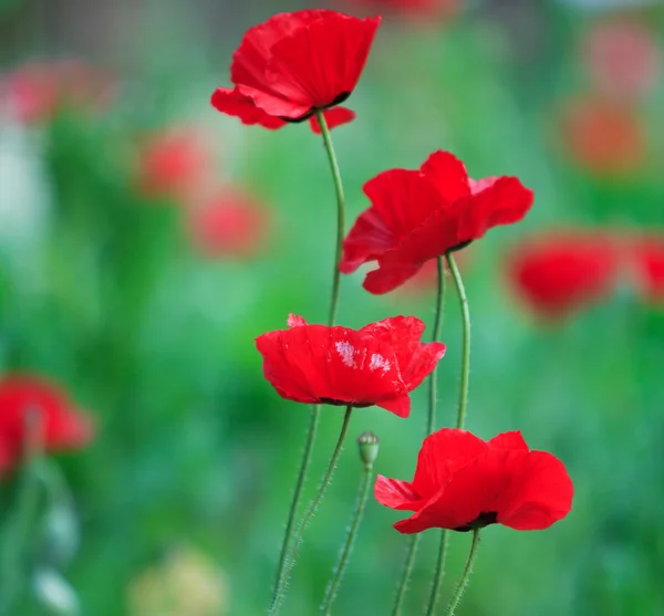 Poppies — Stock Photo, Image