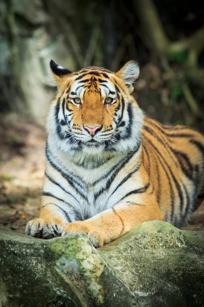 Tiger — Stockfoto