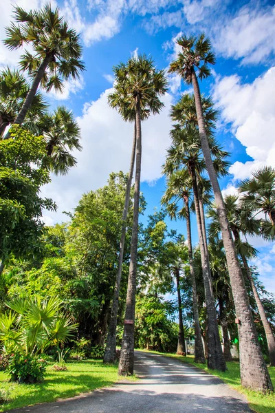 Sugar palm tree — Stock Photo, Image