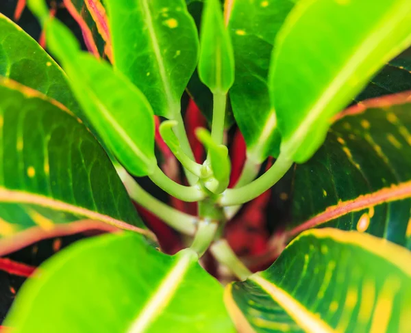 Croton leaves — Stock Photo, Image