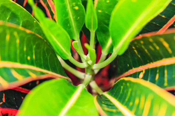 Croton leaves — Stock Photo, Image