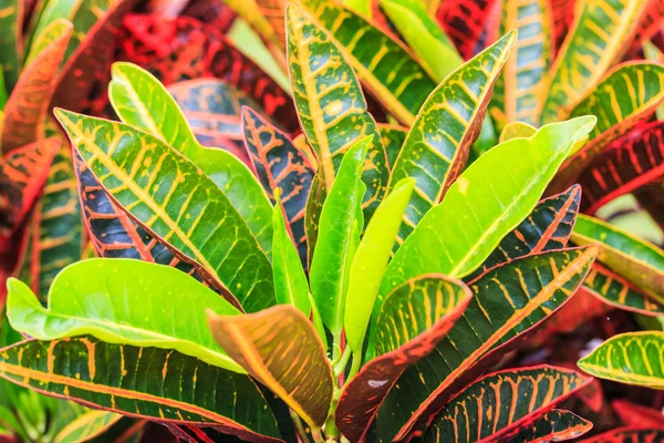 Croton leaves — Stock Photo, Image