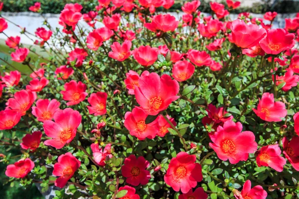 Purslane floreciente — Foto de Stock