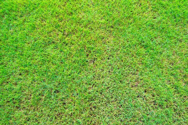 Green grass — Stock Photo, Image