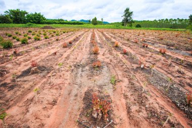 Okaliptüs alanları