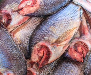 tilapia balık