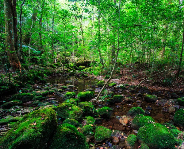 Вологих тропічних лісів — стокове фото
