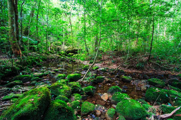 Foresta pluviale tropicale — Foto Stock