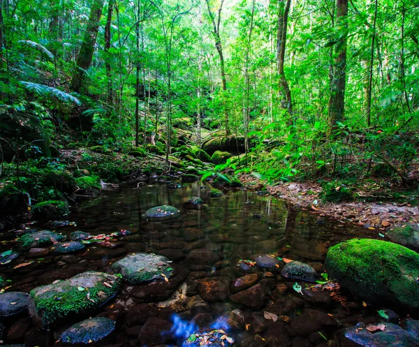 Tropical Rainforest — Stock Photo, Image