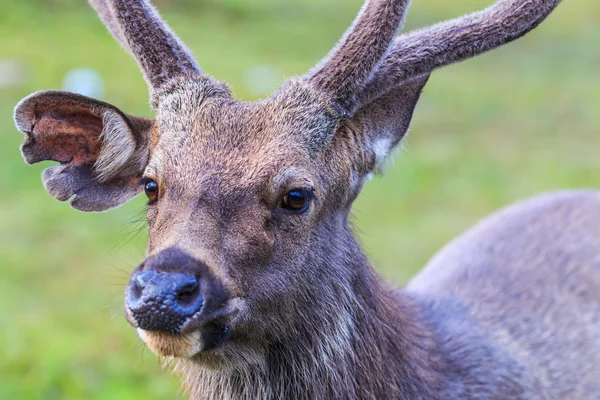 Wilde herten — Stockfoto