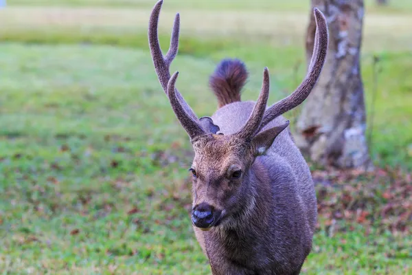 Wilde herten — Stockfoto