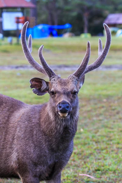 Wilde herten — Stockfoto