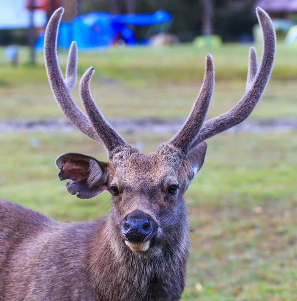 Wilde herten — Stockfoto