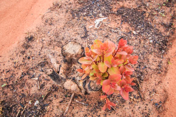 Eucalyptus fält — Stockfoto