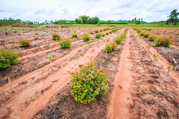 Campos de eucaliptos — Fotografia de Stock