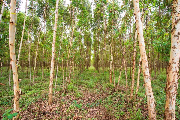 Eucalyptus fields — Stock Photo, Image