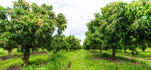 Mango meyve bahçeleri — Stok fotoğraf