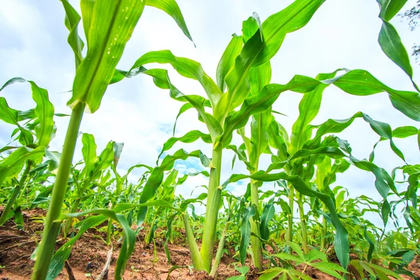 Groene maïs — Stockfoto