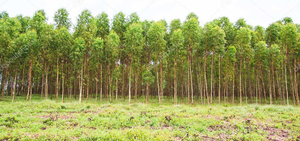 Eucalyptus fields